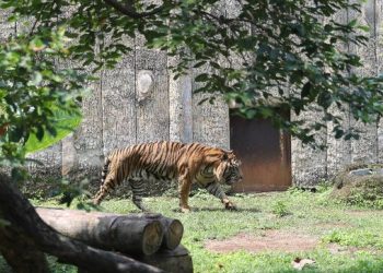 Harimau Menyerang Warga Jakarta, Ratusan Pemburu Terjun Membantu