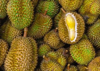 Pedagang Bagi-bagi 1,2 Ton Durian Gratis Khusus untuk Lansia