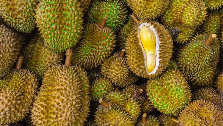 Pedagang Bagi-bagi 1,2 Ton Durian Gratis Khusus untuk Lansia