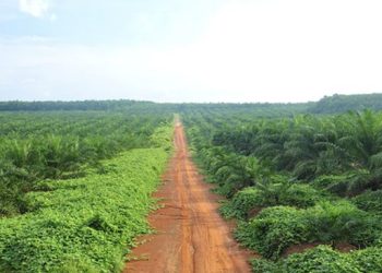 Pohon yang Dulu Diabaikan Warga RI Kini Mendapat Perhatian Besar