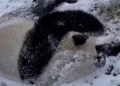 Panda Lucu Bermain Gulung di Salju Saat Menikmati Musim Dingin