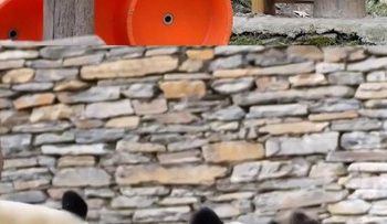 Induk Panda Memisahkan Pertengkaran Antara Dua Bayi Kembarnya