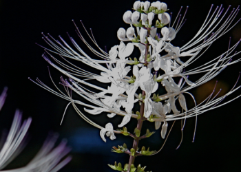 6 Manfaat Tanaman Kumis Kucing yang Disebut Gulma dan Khasiat Herbal untuk Kesehatan