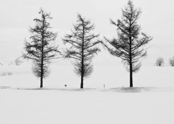 Kota Kecil di Hokkaido Terdampak Overtourism Meski Pohon Fotogenik Sudah Ditebang