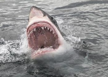 Turis Wanita Tewas Karena Serangan Hiu Saat Berenang di Pantai