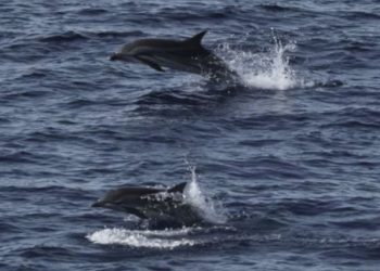 Habitat Paus dan Lumba-lumba di Sumatra di Luar Kawasan Terlindung