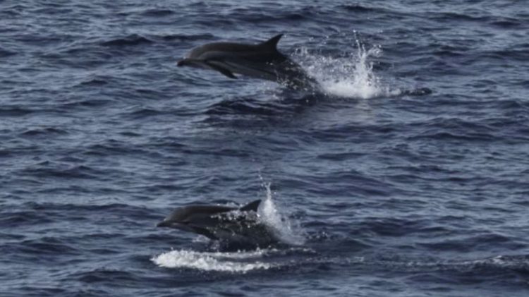 Habitat Paus dan Lumba-lumba di Sumatra di Luar Kawasan Terlindung