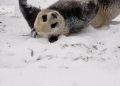 Kepandaian Panda Bermain Salju di China