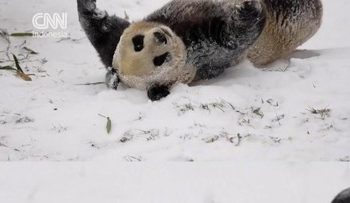 Kepandaian Panda Bermain Salju di China