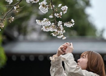 Festival Bunga Sakura di Kaki Gunung Fuji Dibatal akibat Overtourism dan Opsi Alternatifnya