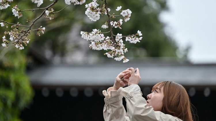 Festival Bunga Sakura di Kaki Gunung Fuji Dibatal akibat Overtourism dan Opsi Alternatifnya