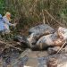 Kasus Gajah Sumatera Mati Kepala Terpotong di Lahan Konsesi Kemenhut Panggil Perusahaan