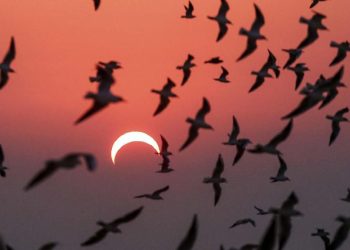 Akibat Gerhana Matahari Cincin 17 Februari 2026 yang Perlu Diketahui