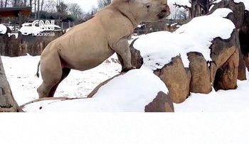 Badak Putih yang Lucu Bermain Salju di Amerika Serikat